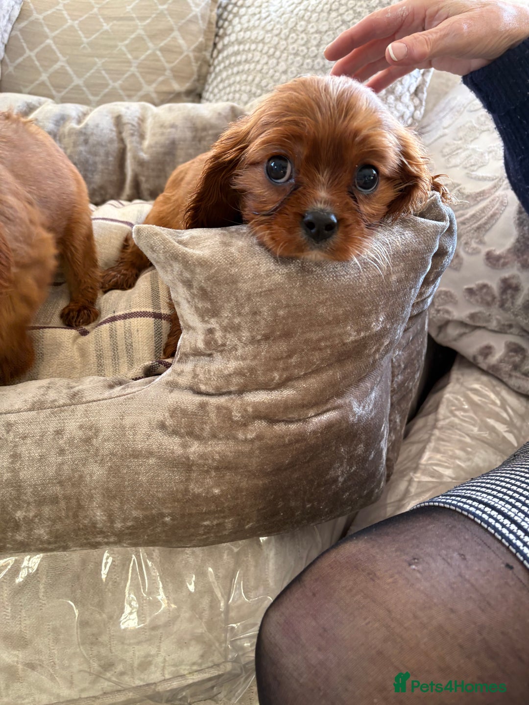 Cavalier King Charles Spaniel dogs for sale: Cavalier King Charles pups  - Advert 26