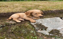 Cocker Spaniel dogs for sale: Stunning Working Cocker Spaniel Puppies - Image 15