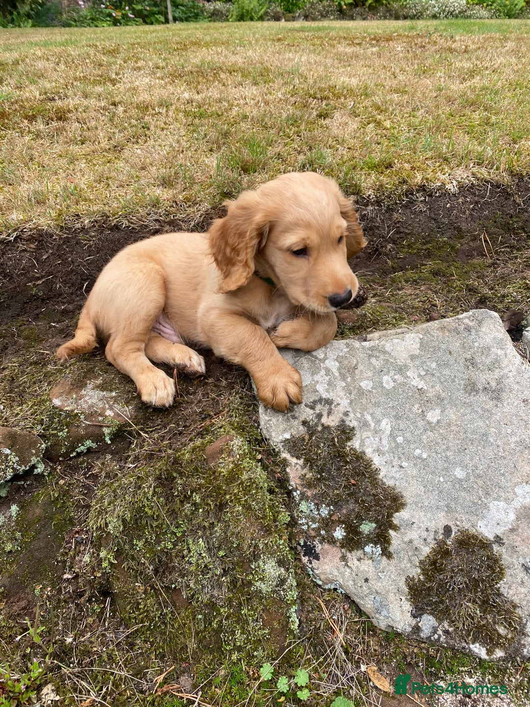 Cocker Spaniel dogs for sale: Stunning Working Cocker Spaniel Puppies - Image 15