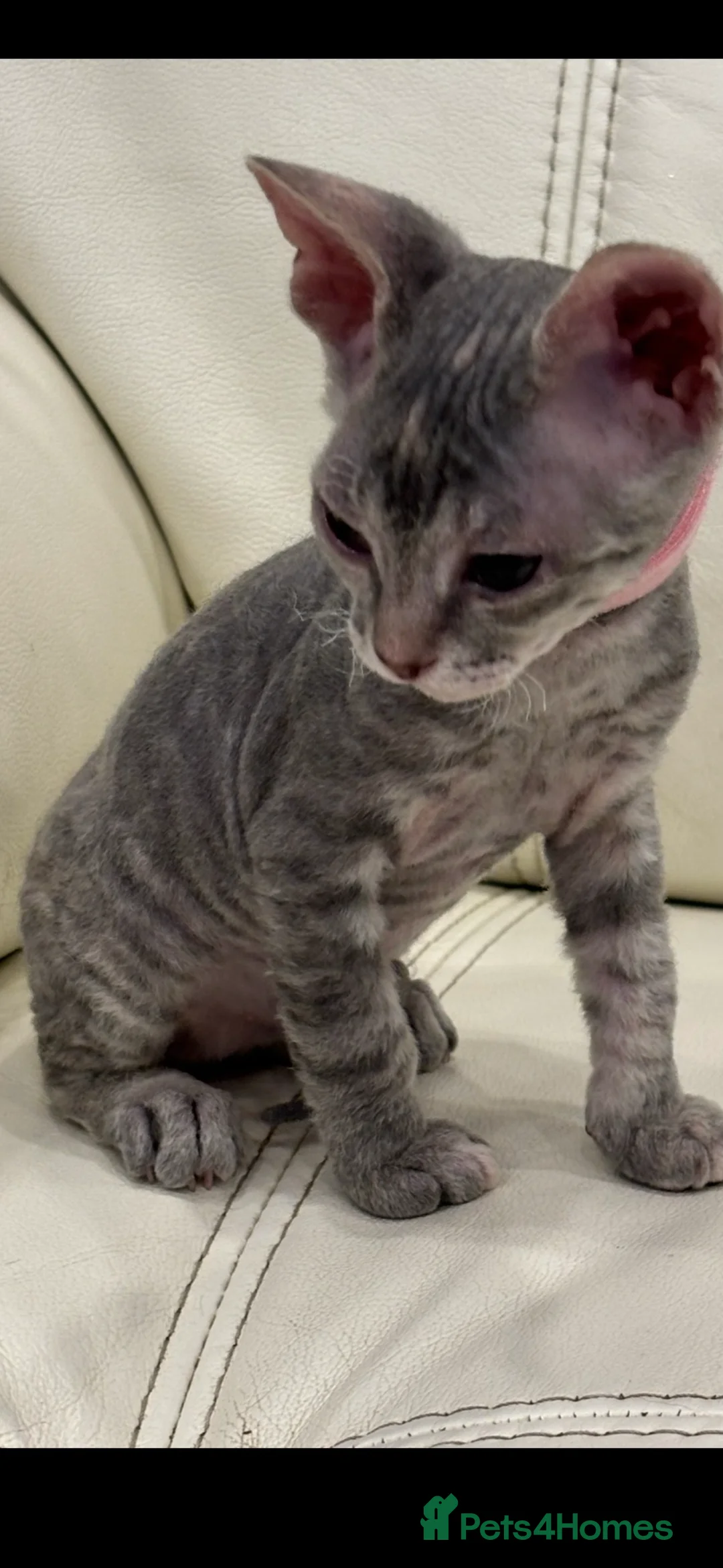 Sphynx cats for sale: Donskoy - Advert 39