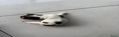 English Springer Spaniel 1