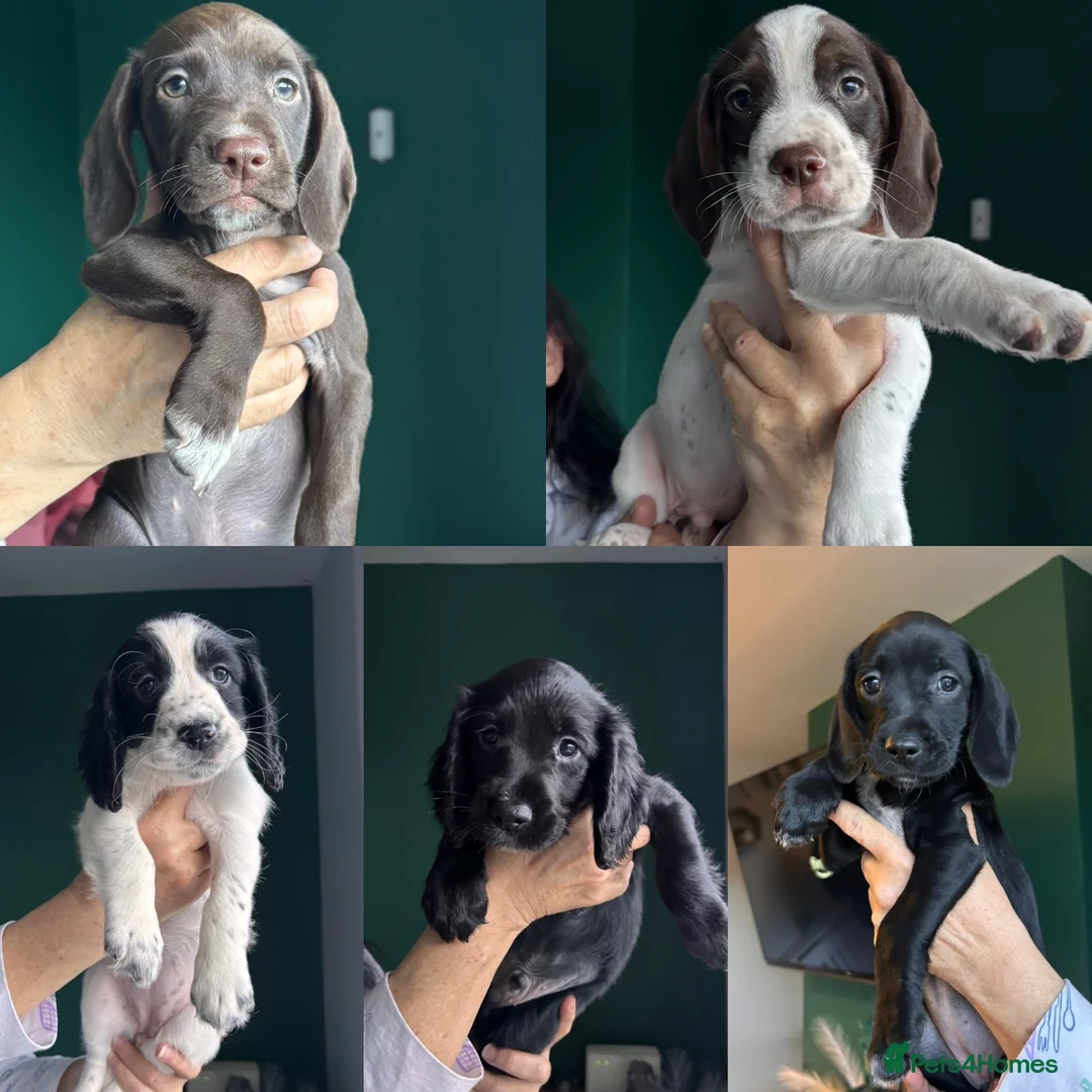 Mixed Breed dogs for sale: Spaniel x Beagle Pups - Advert 1