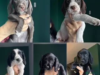 Mixed Breed dogs Spaniel x Beagle Pups - Advert 1