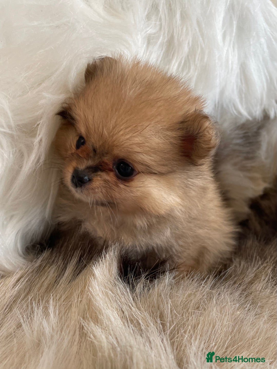 Pomeranian dogs for sale: OUTSTANDING KC POMERANIAN PUPPYS AVAILABLE  - Advert 18