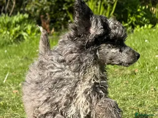 Miniature Poodle dogs Unique Toy X Miniature Poodles - Advert 1