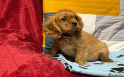 Cavalier King Charles Spaniel dogs for sale: Cavalier king Charles  Ruby's puppy's   - Image 16