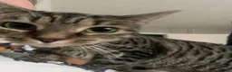 Mixed Breed cats for sale: Tinkerbell - Advert 2