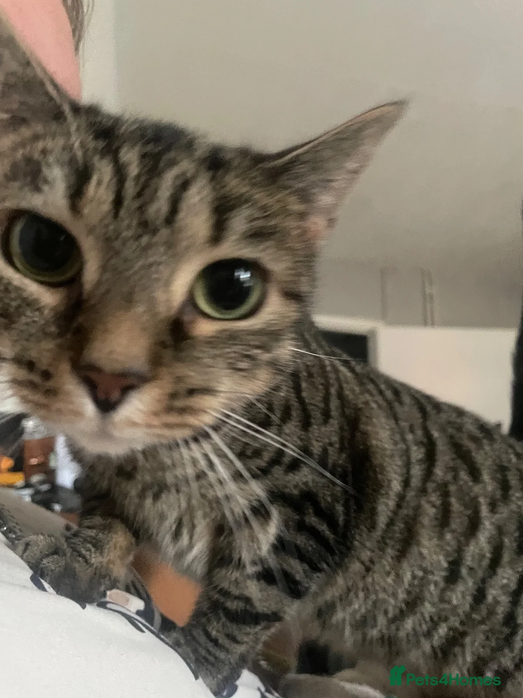 Mixed Breed cats for sale: Tinkerbell - Advert 2
