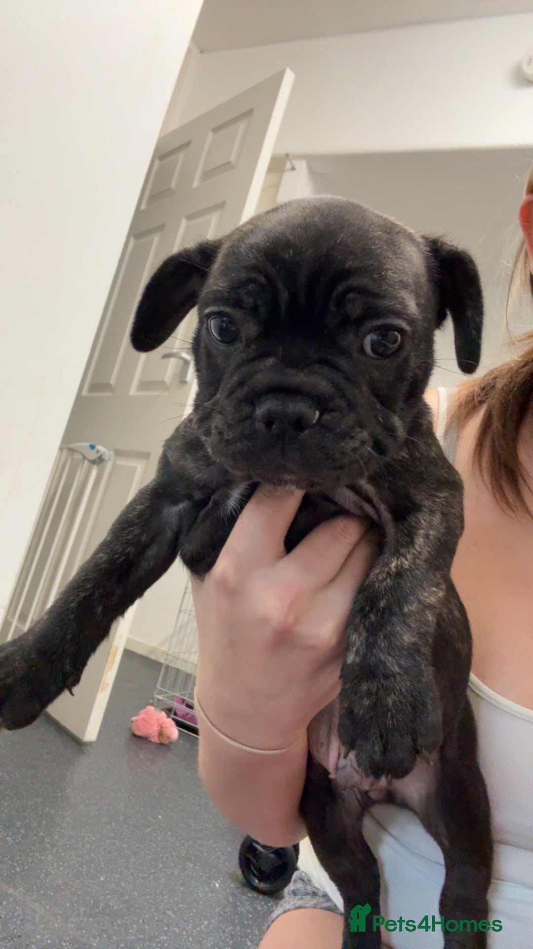 French Bulldog dogs for sale: Puppie for sale  - Image 2