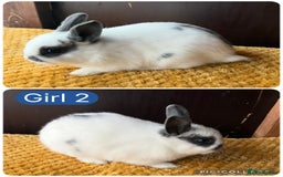 Netherland Dwarf rabbits for sale: Stunning well handled Netherland dwarves  - Image 3