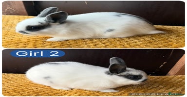Netherland Dwarf rabbits - Advert 6