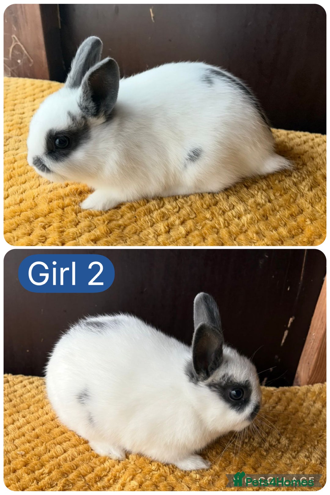 Netherland Dwarf rabbits for sale: Stunning well handled Netherland dwarves  - Image 3