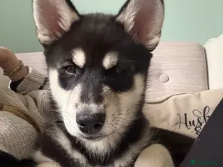Siberian Husky dogs Siberian huskies ♥️ - Advert 4