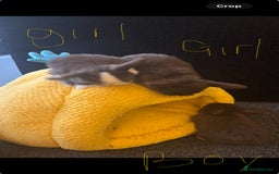 Mini Lop rabbits for sale: Pure breed Mini Lops - Image 4