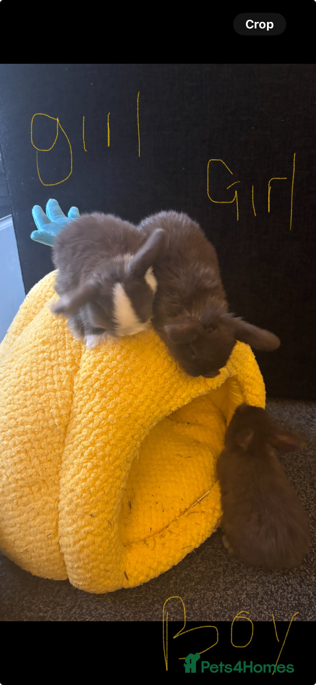 Mini Lop rabbits for sale: Pure breed Mini Lops - Image 4