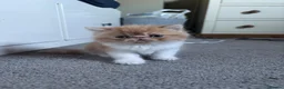 Exotic cats for sale: Stunning exotic and Persians  - Advert 9