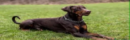 Dobermann dogs for sale: Stunning Dobermann Puppies  - Advert 15