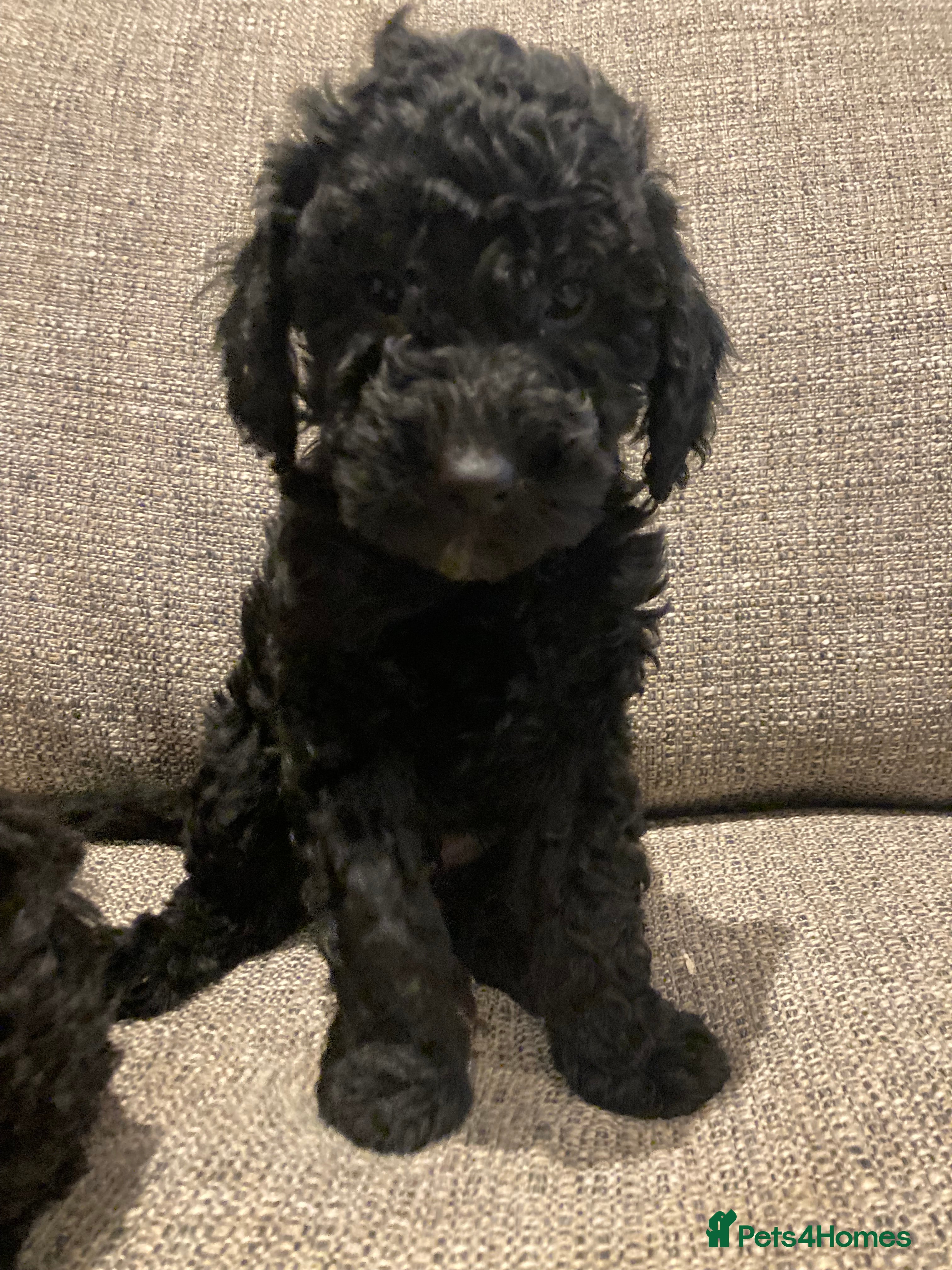 Goldendoodle dogs Miniature F1B Goldendoodle puppies - Advert 17