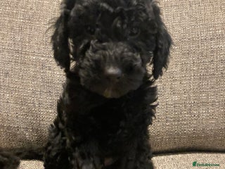 Goldendoodle dogs Miniature F1B Goldendoodle puppies - Advert 17