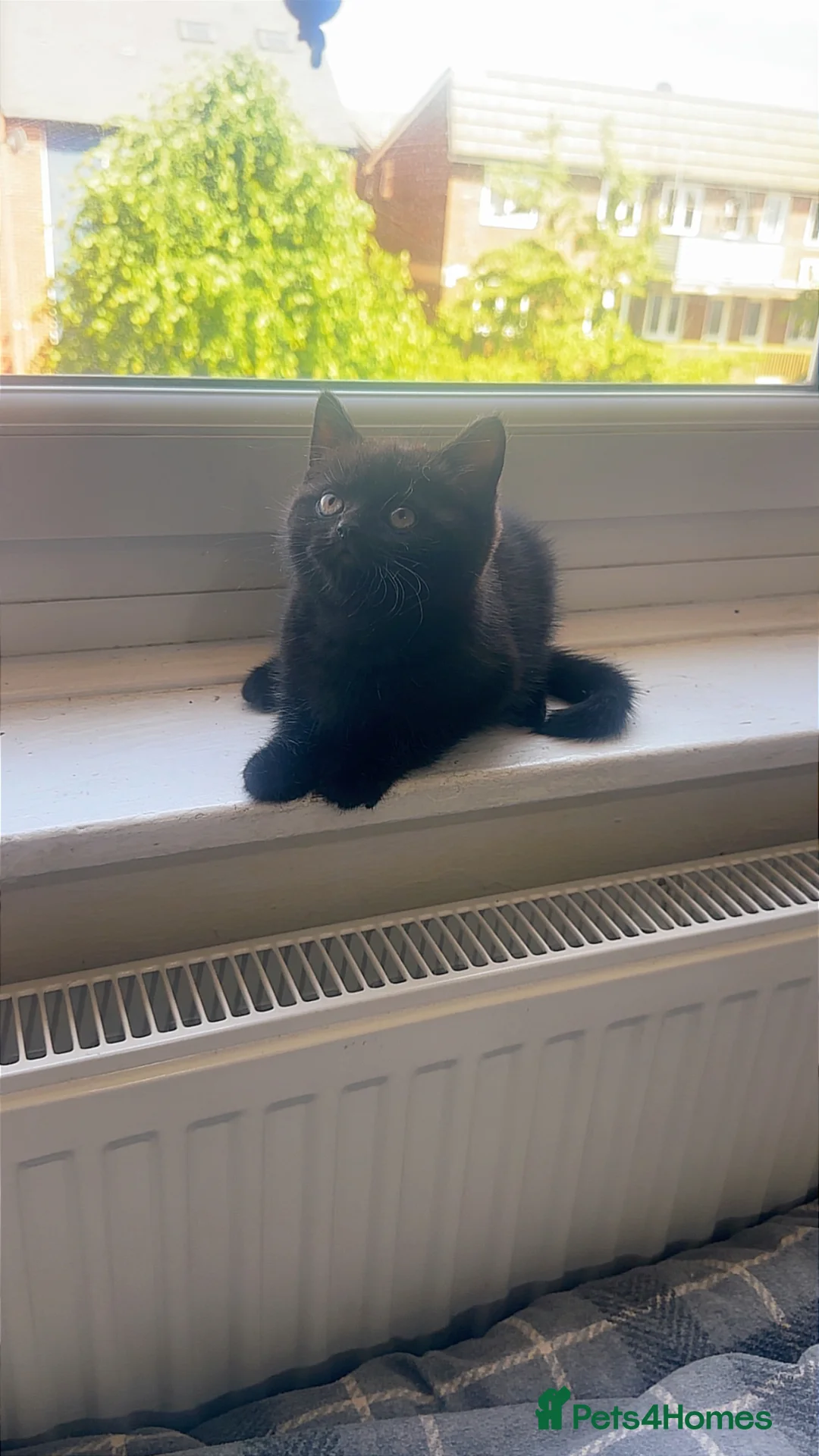 Mixed Breed cats for sale: British shorthair mix in London - Advert 2