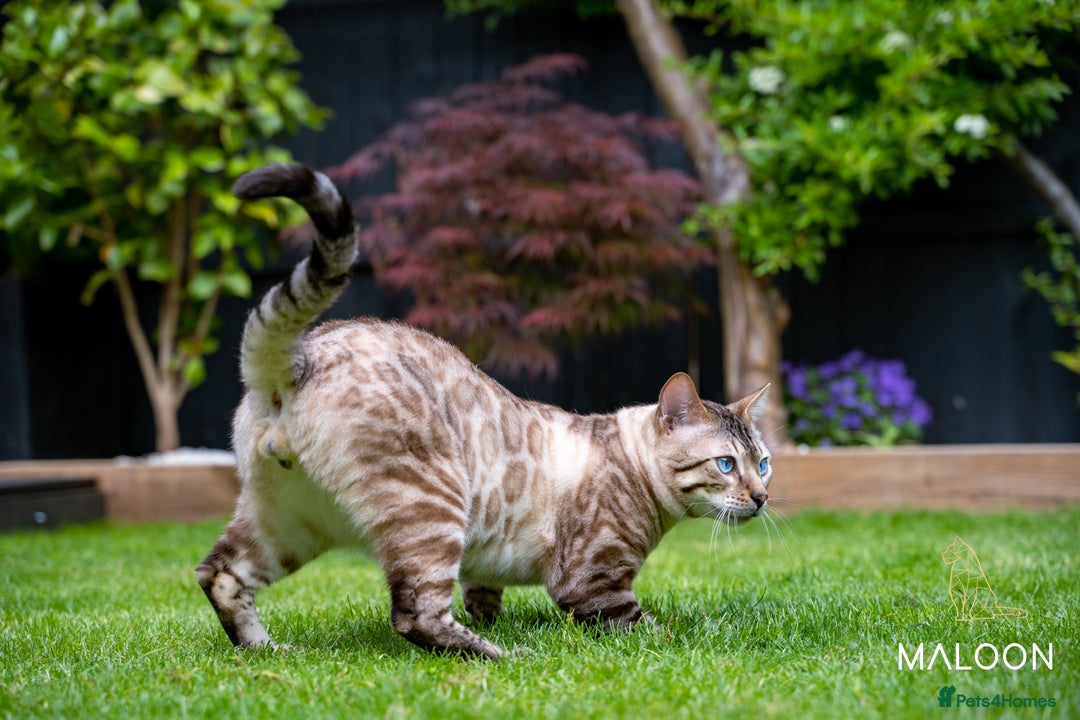 Bengal cats for sale: Majestic Blue-eyed Snow Bengal-TICA-Champion line - Image 23
