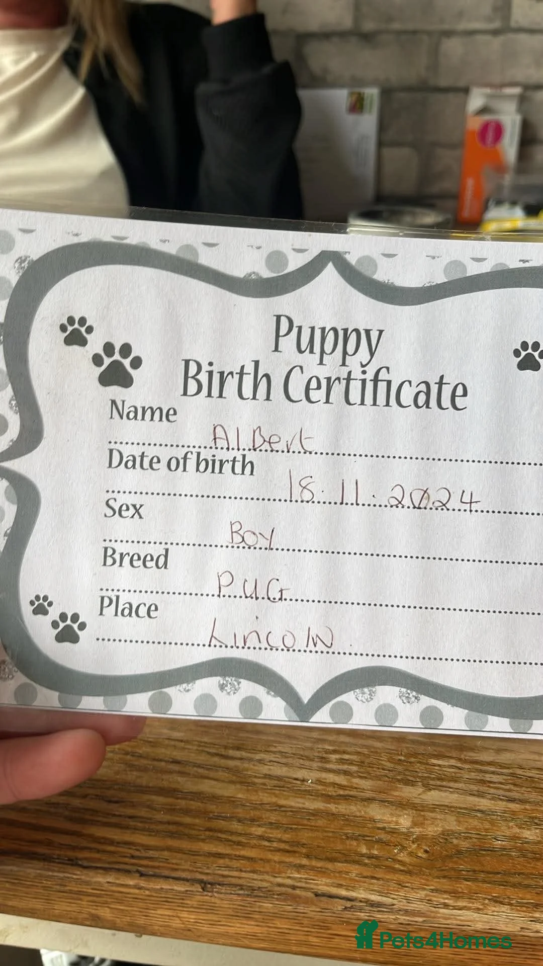 Pug dogs for sale: Boy Pug - Advert 5