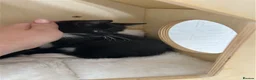 Mixed Breed cats for sale: Two Beautiful Kitten Sisters Looking for  Home - Advert 17