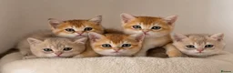 British Shorthair cats for sale: Golden Blue and Golden BSH kittens - Advert 3