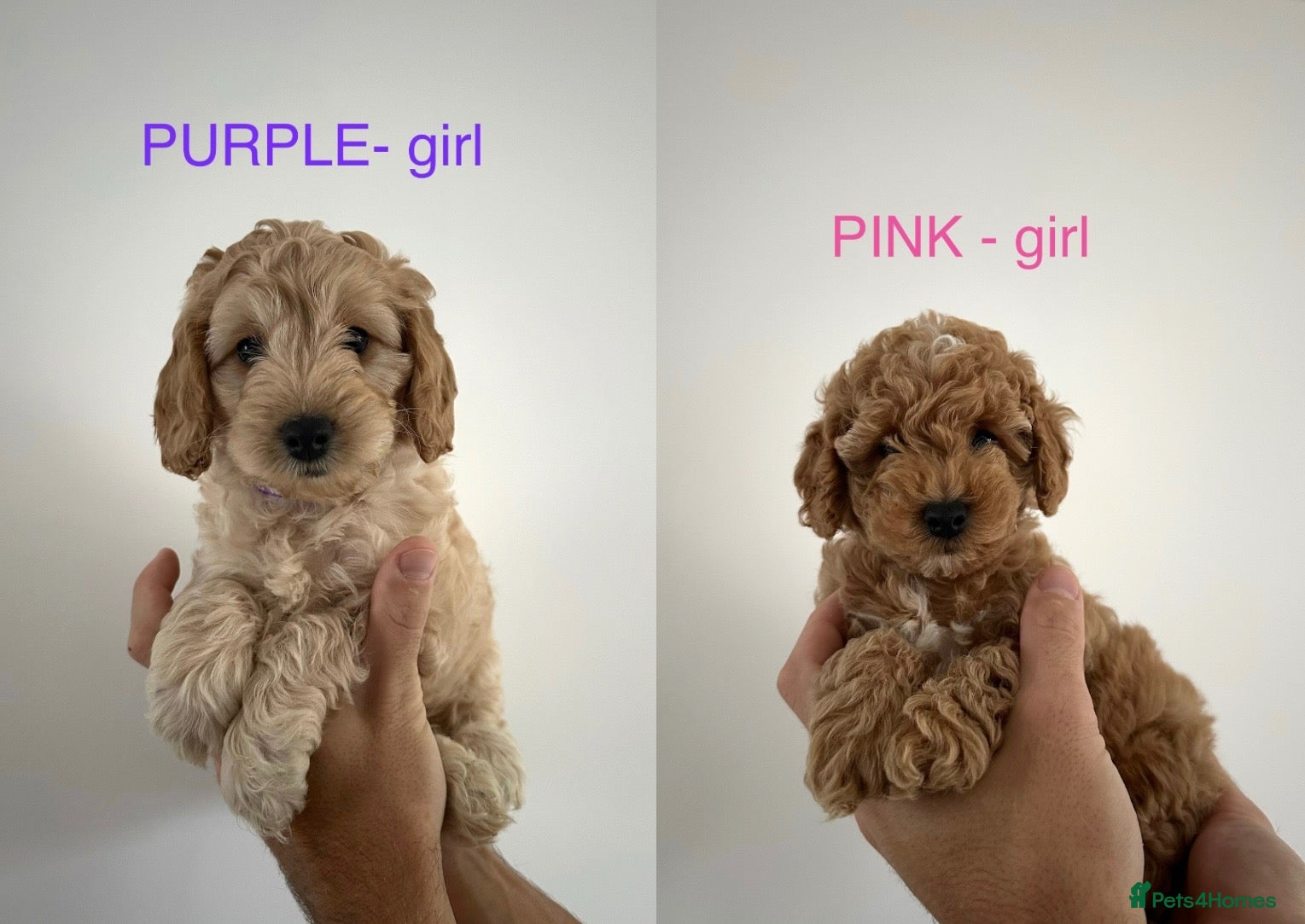 Cockapoo dogs Ready this week! Cockapoos 2 boys and 3 girls - Advert 1