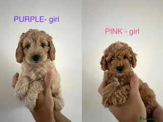 Cockapoo dogs Ready this week! Cockapoos 2 boys and 3 girls - Advert 1