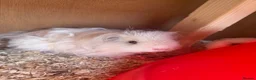 Guinea Pig rodents for sale: Rehoming my Guinea pigs  in Cardiff - Advert 6