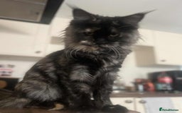 Maine Coon cats for sale: 1 year old Maine Coon Pair - Advert 16