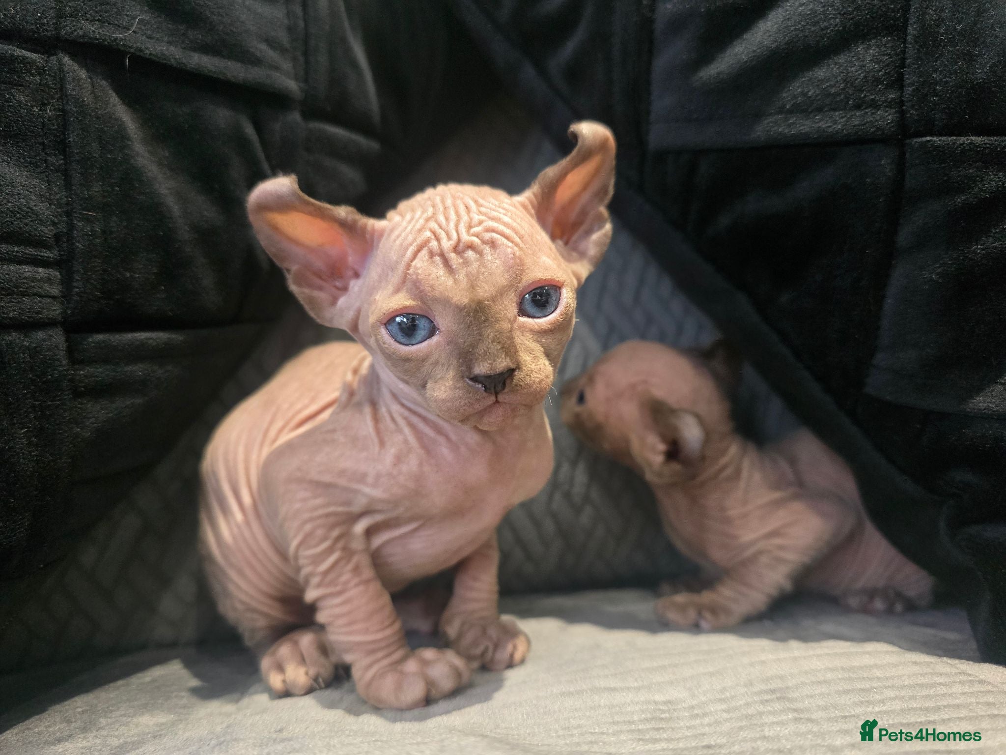 Sphynx cats SPHYNX 😸 TICA ♥️ TESTED 🩵 SPHYNX KITTENS  - Advert 1