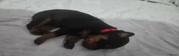 Rottweiler dogs for sale: Chuncky Rottweiler puppies  - Advert 17