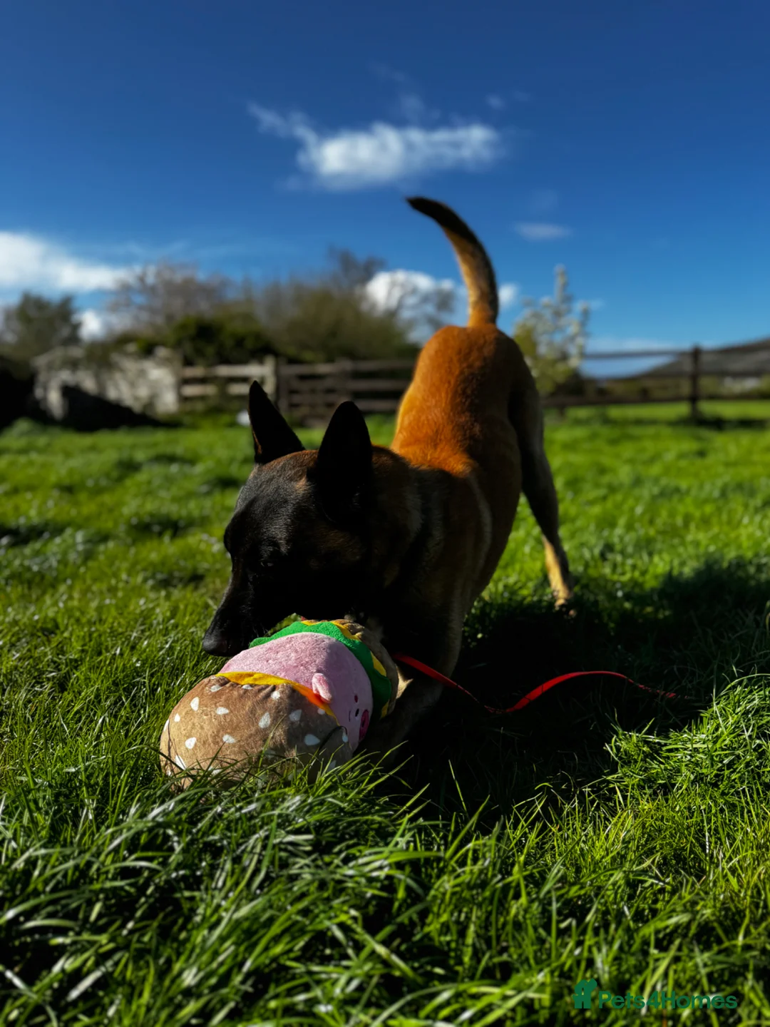 Belgian Shepherd Dog dogs for sale: 14 month old male Malinois  - Advert 5
