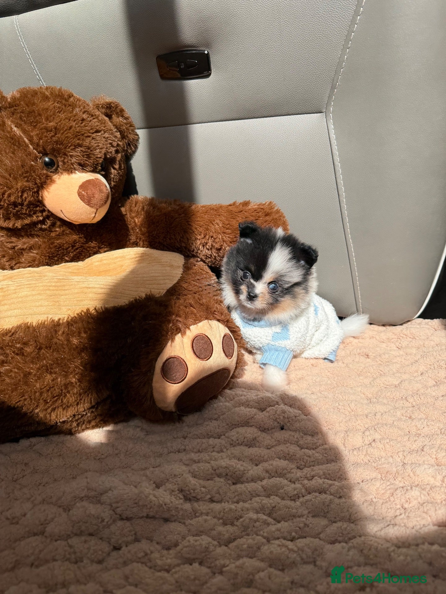 Pomeranian dogs Unique Parti tan Merle blue eye 💎🐼 - Advert 18