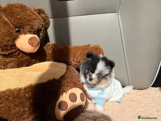 Pomeranian dogs Unique Parti tan Merle blue eye 💎🐼 - Advert 18