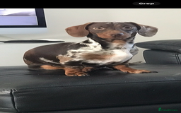Miniature Dachshund dogs for sale: MINIATURE DACHSHUNDS  - Image 9