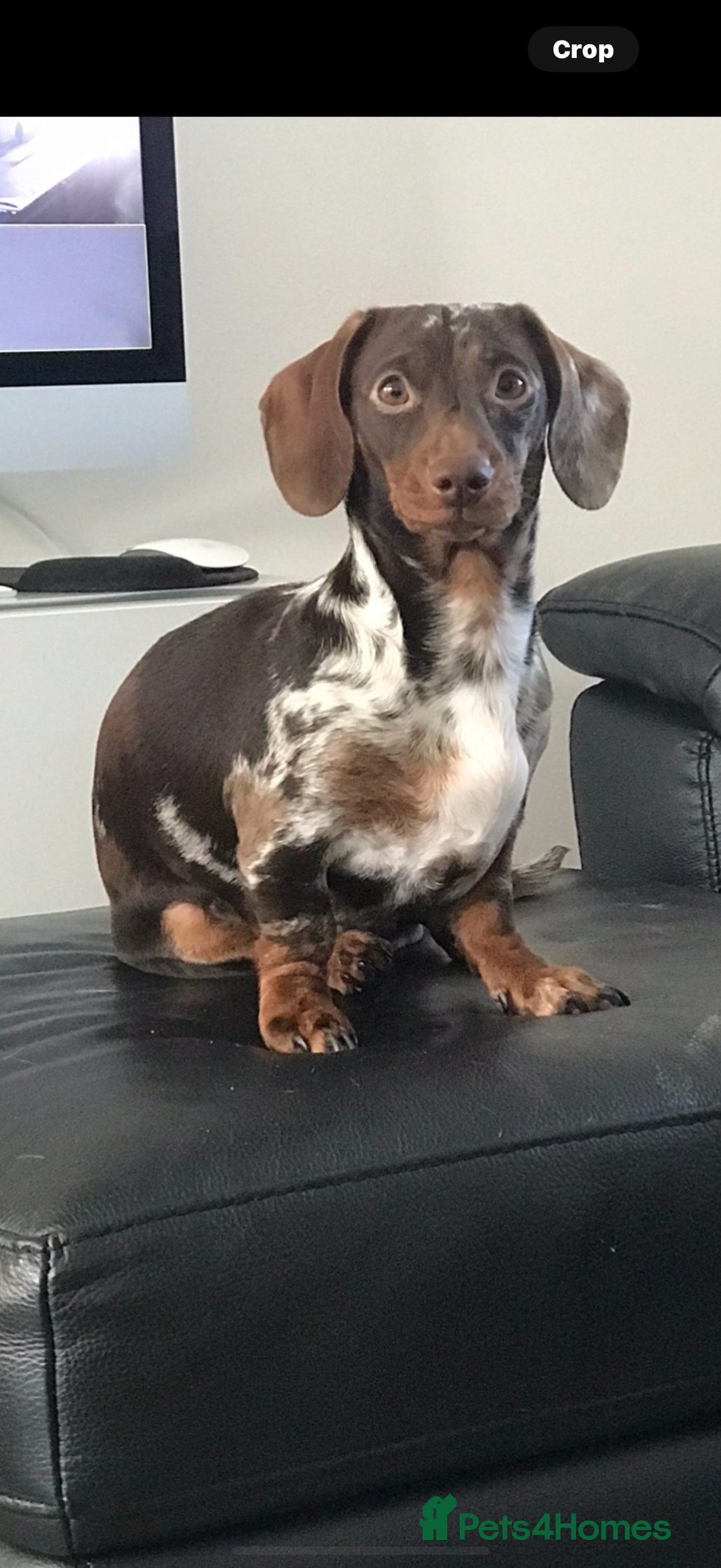 Miniature Dachshund dogs for sale: MINIATURE DACHSHUNDS  - Image 9