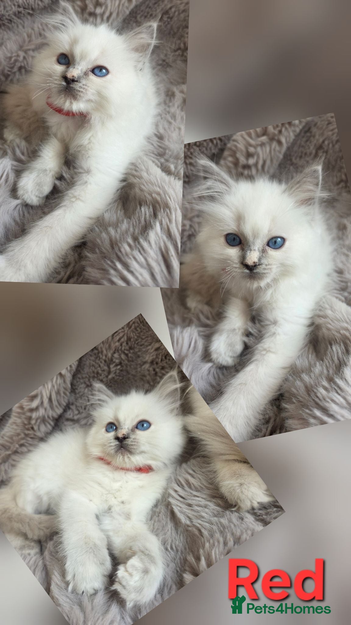 Ragdoll cats 🏆GCCF REG. EXTENSIVELY TESTED RAGDOLL KITTENS🌟 - Advert 2