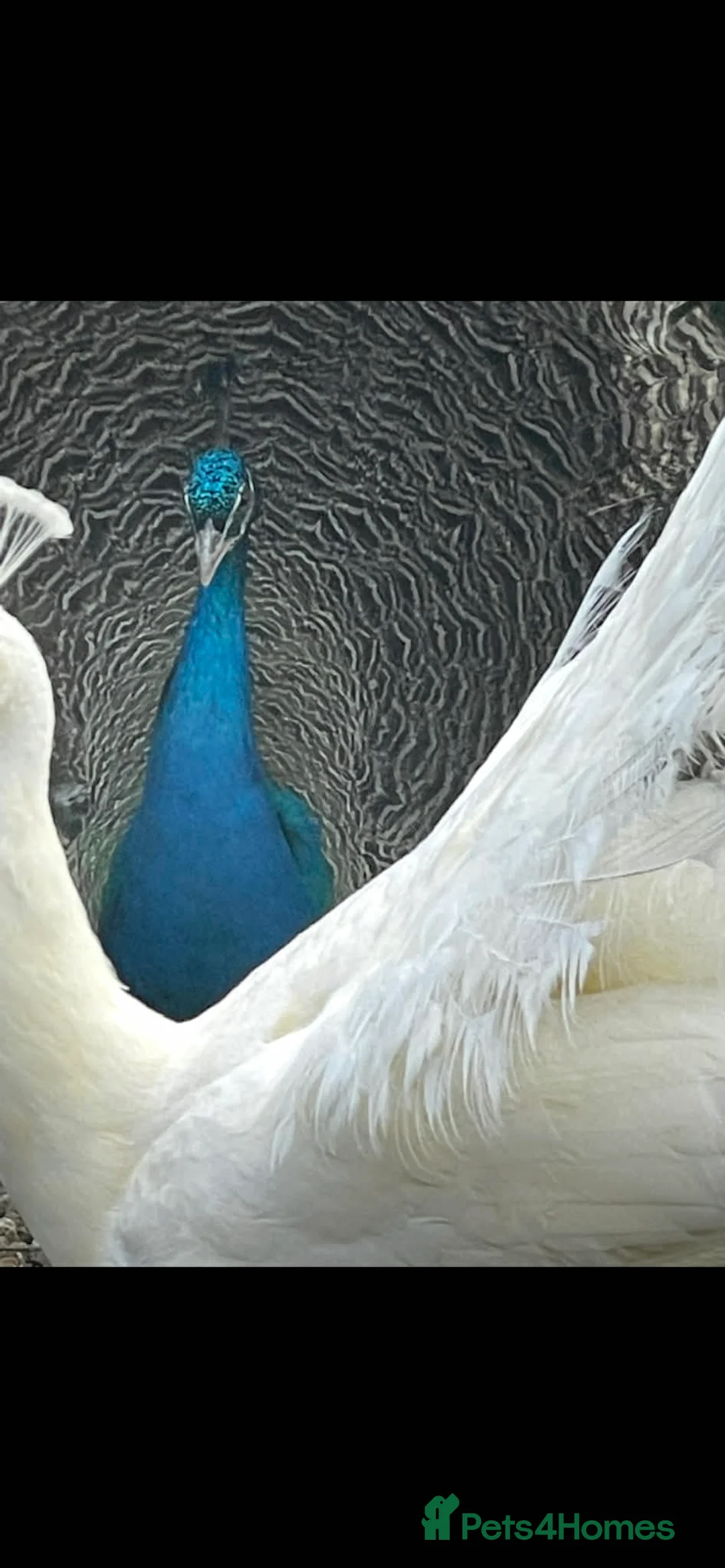 Peafowl poultry for sale: Two beautiful peacocks  in Knighton - Advert 2