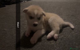 Siberian Husky dogs for sale: Beautiful husky pups 🔥 only 3 male pups left 🔥 - Advert 14