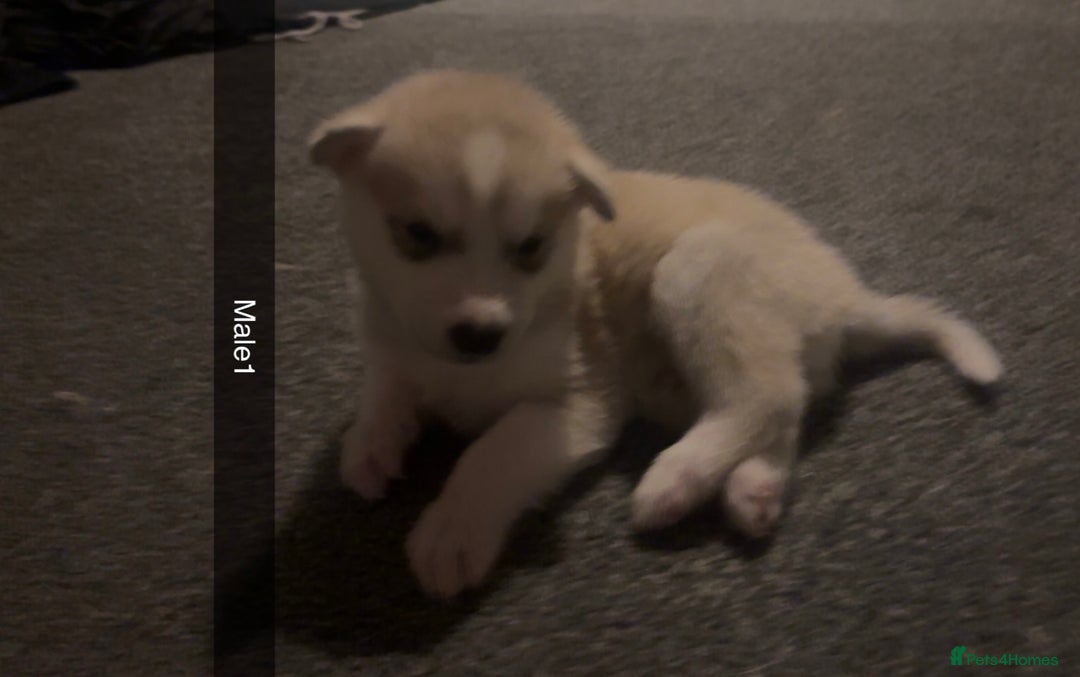 Siberian Husky dogs for sale: Beautiful husky pups 🔥 only 3 male pups left 🔥 - Advert 14