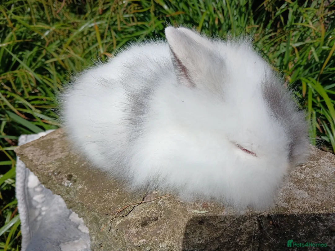 Lionhead rabbits for sale: Stunning DM Lionhead baby rabbits - Advert 16