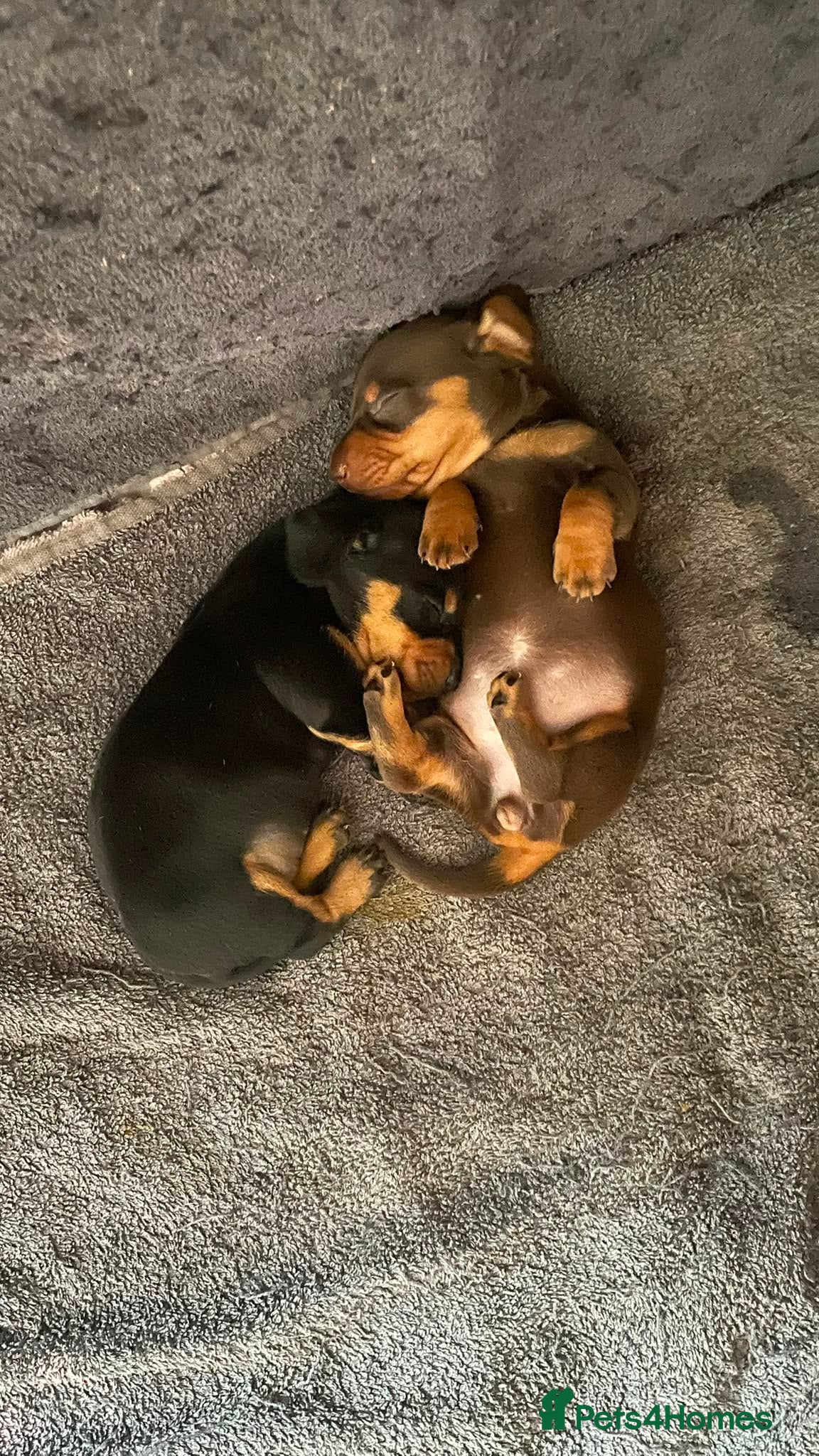 Miniature Dachshund dogs KC Registered miniature dachshund Puppies  - Advert 16