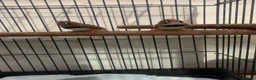 Finches birds for sale: 2 male finches - Advert 1
