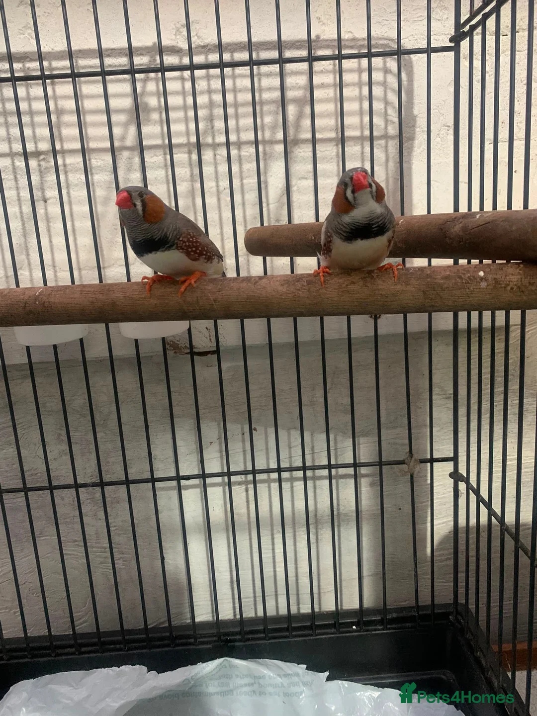 Finches birds for sale: 2 male finches - Advert 1
