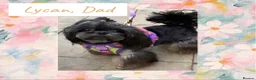 Shih Tzu dogs for sale: Available now - Tiny Imperial Shih tzu puppy Bambi - Advert 10