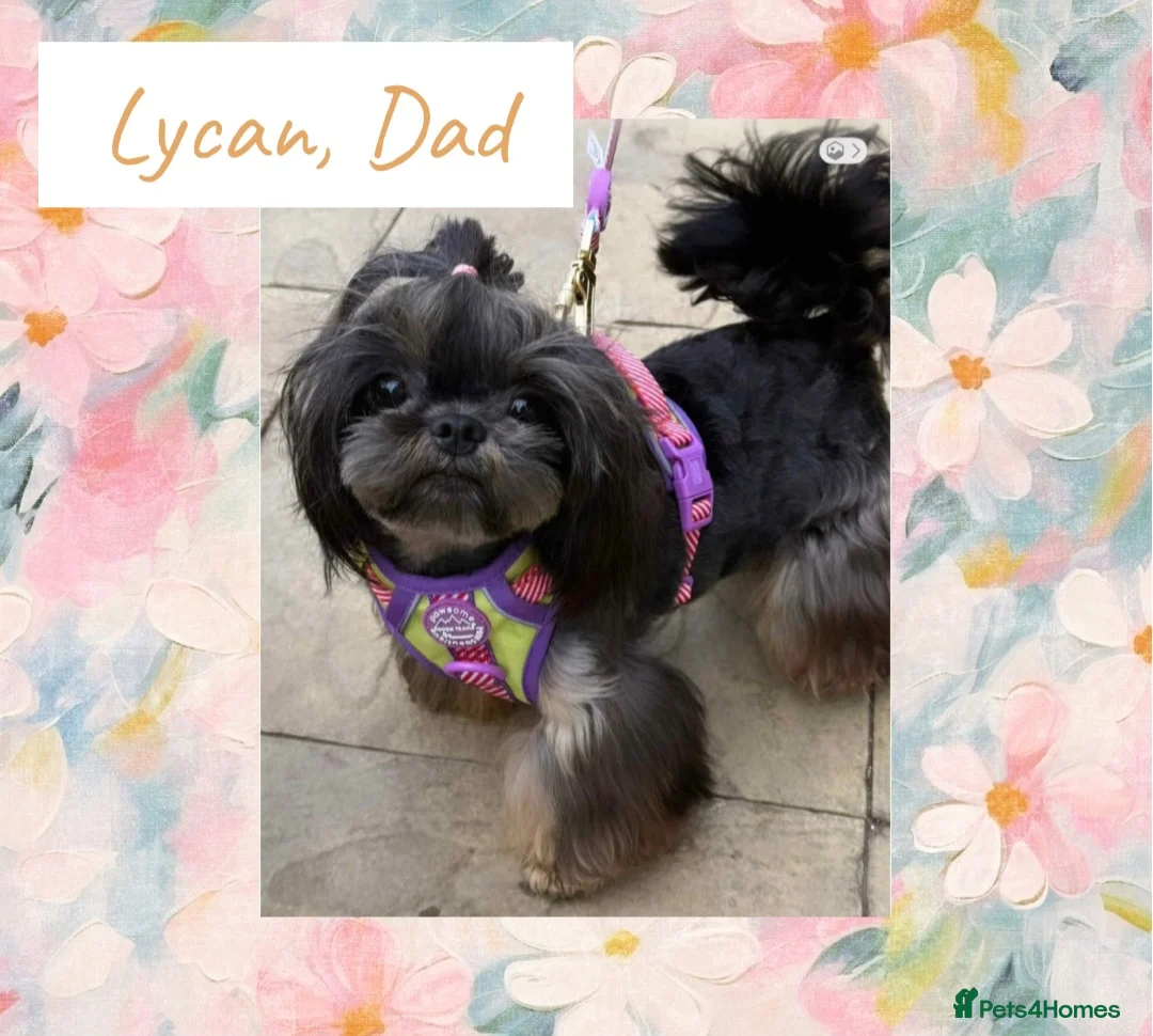 Shih Tzu dogs for sale: Available now - Tiny Imperial Shih tzu puppy Bambi - Advert 10