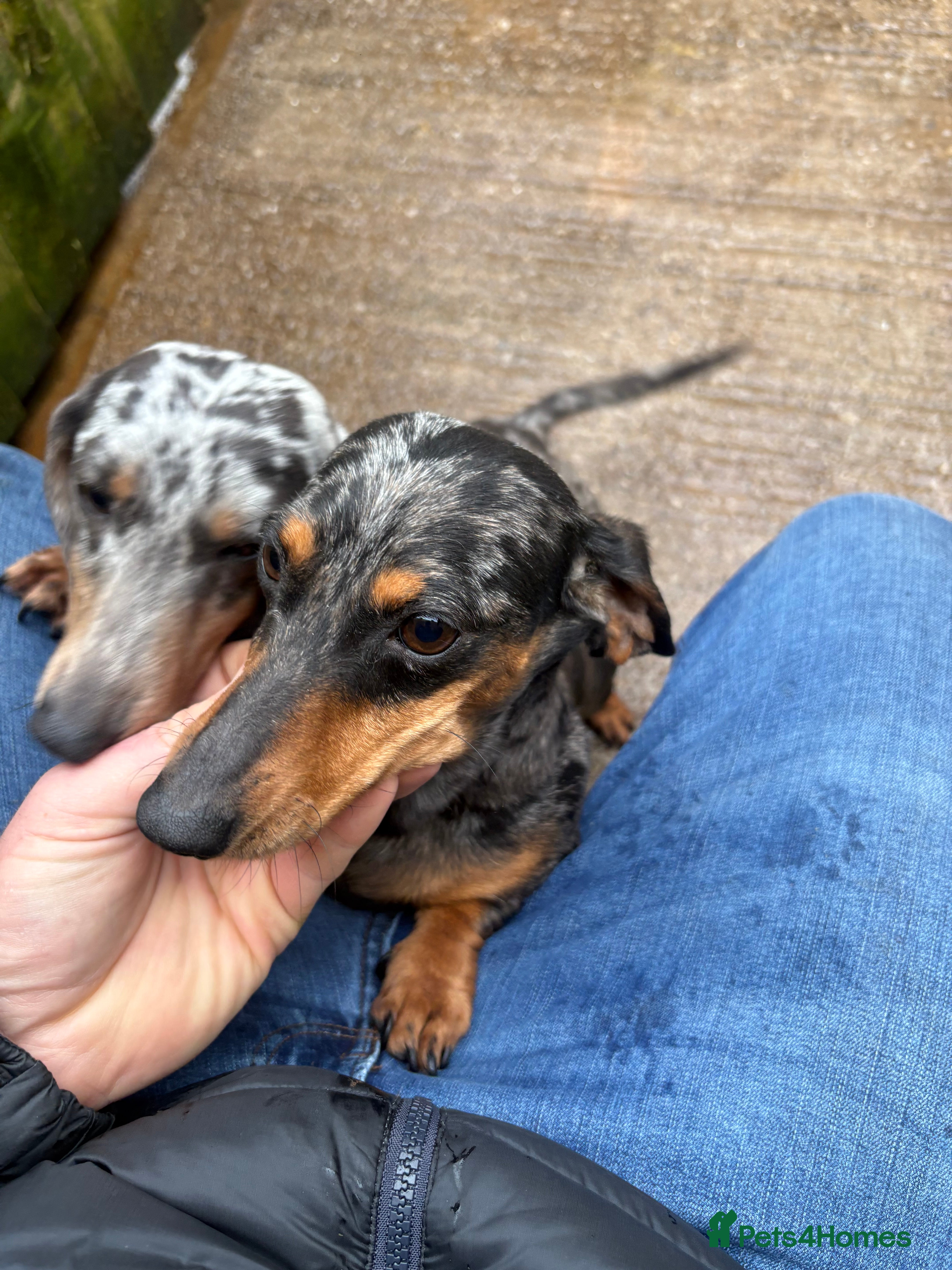Miniature Dachshund dogs 3 dachshund for sale - Advert 6